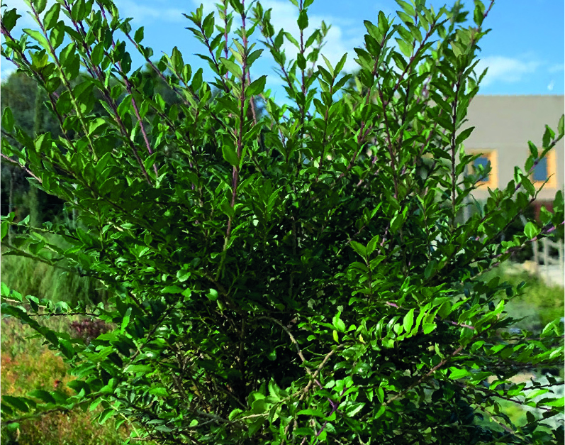 Lonicera nitida 'Nana'