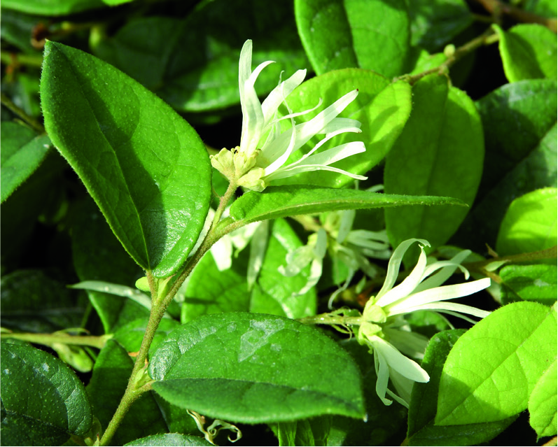 Loropetalum chin. rubrum 'Fede'