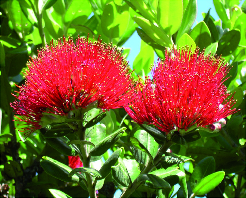 Metrosideros excelsa