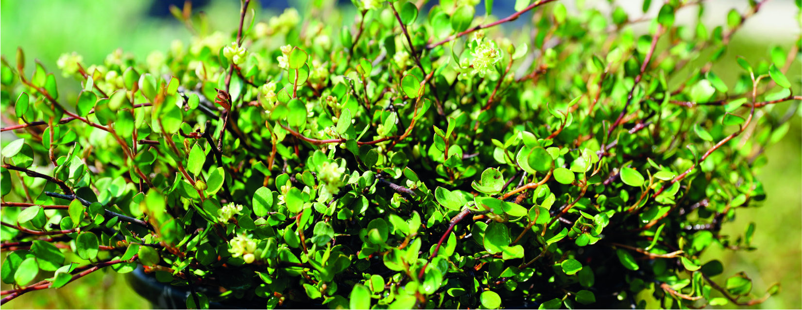 Muehlembeckia complexa