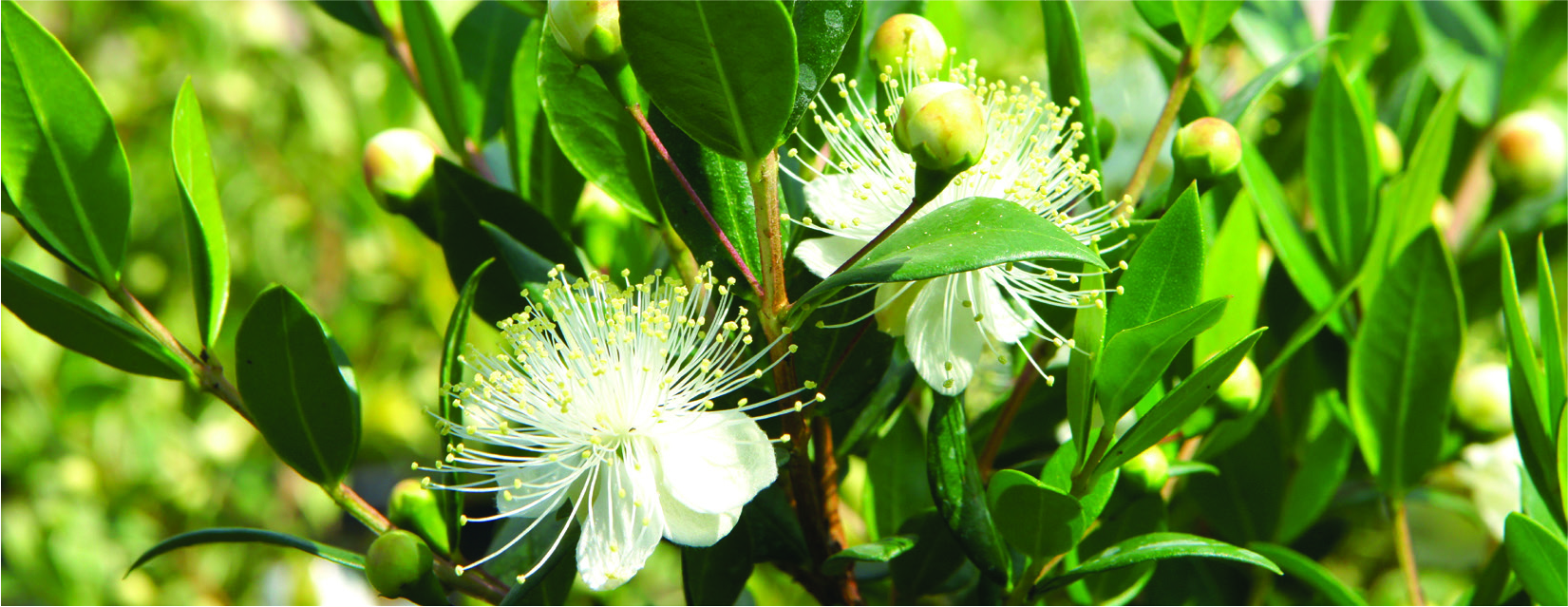 Myrtus communis