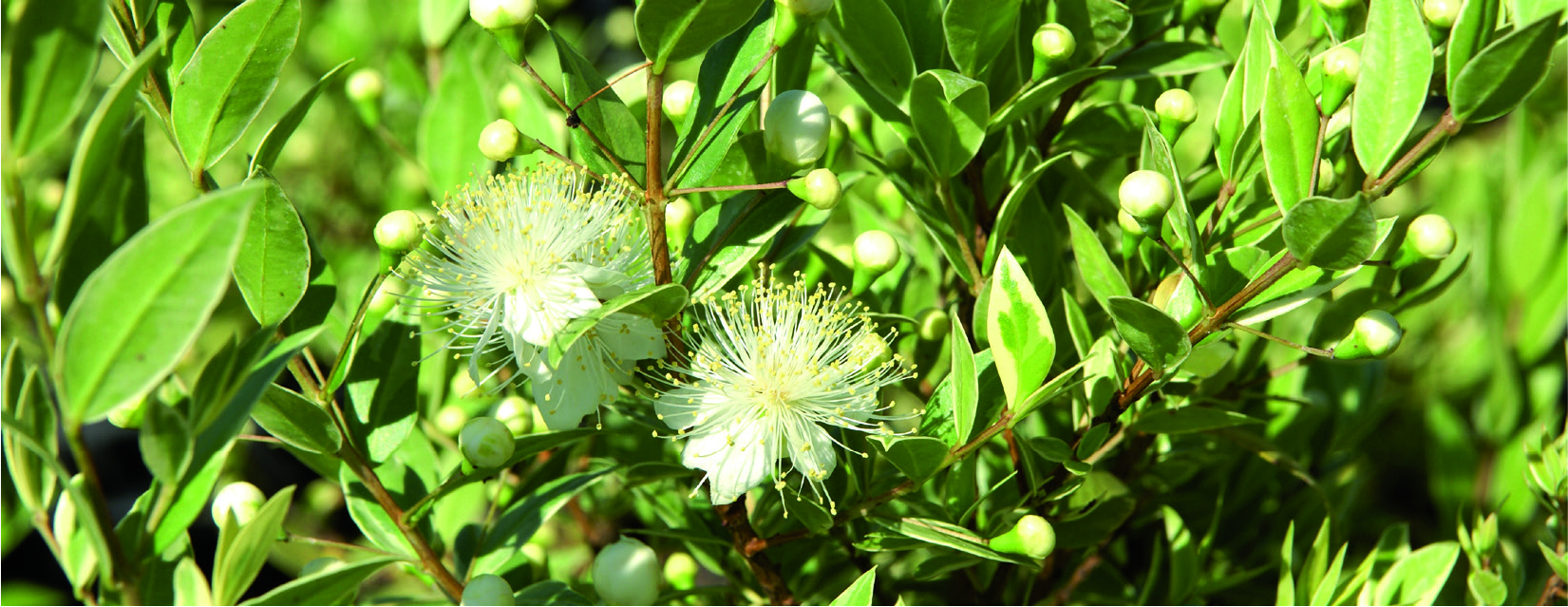 Myrtus communis 'Variegata'