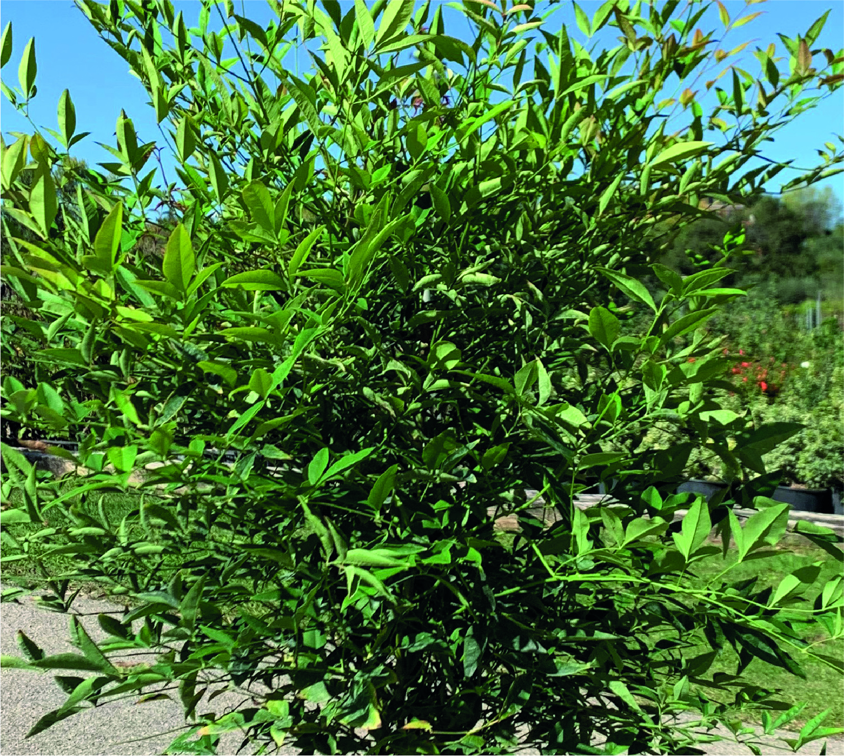 Nandina domestica