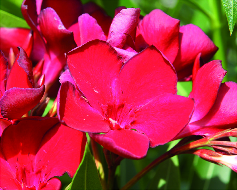 Nerium oleander 'rosso sangue'