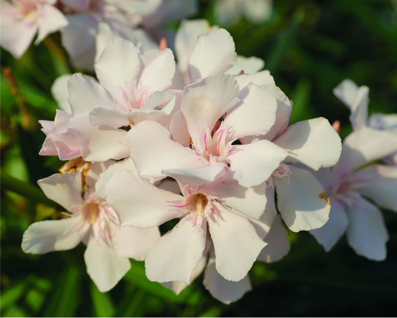 Nerium oleander 'Alsace'