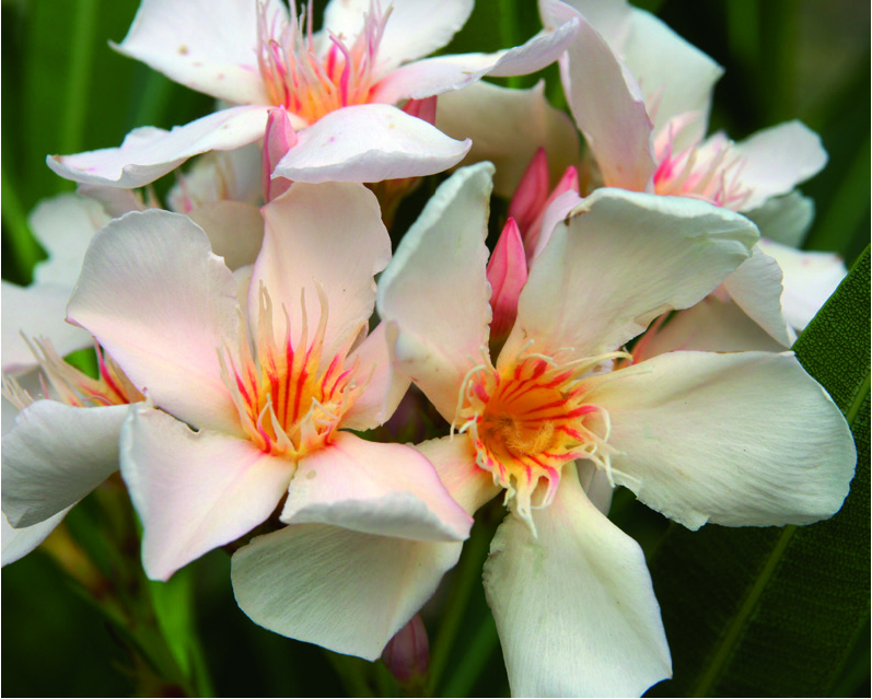 Nerium oleander 'Angiolo Pucci'