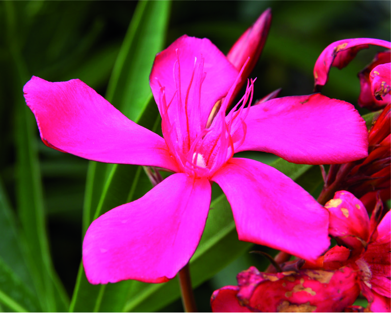 Nerium oleander 'Hardy Red'