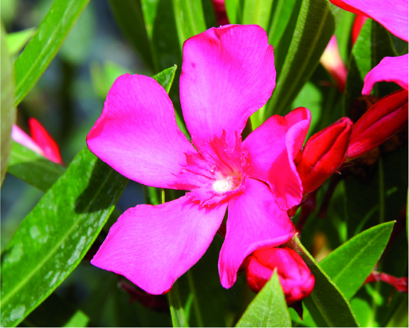 Nerium oleander 'Italia'