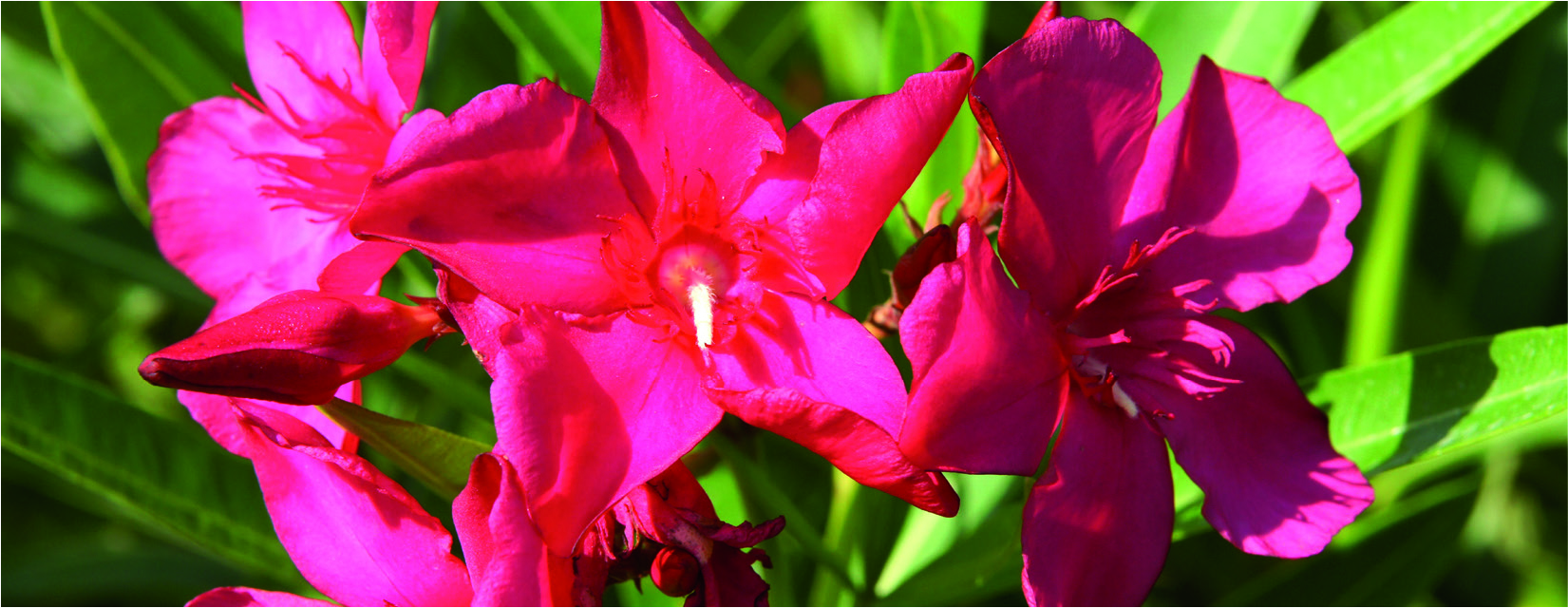Nerium oleander 'J.R.'
