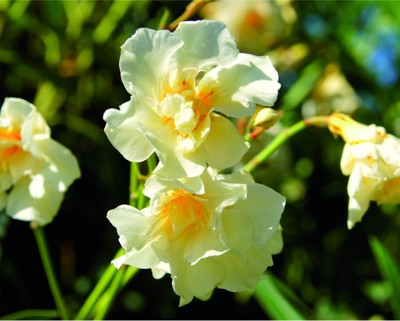 Nerium oleander 'Luteum Plenum'