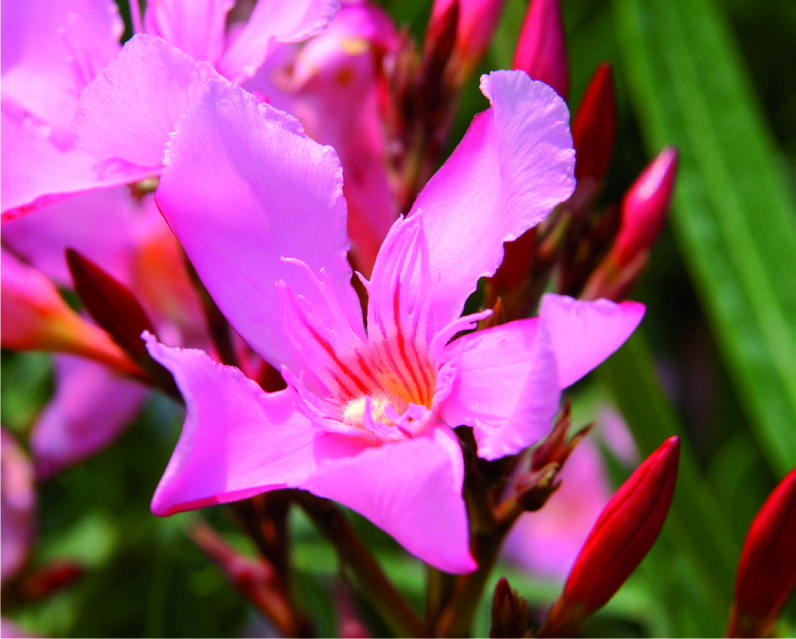 Nerium oleander 'Magaly'