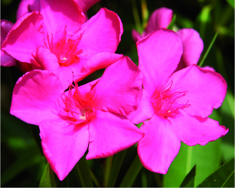 Nerium oleander 'Margaritha'