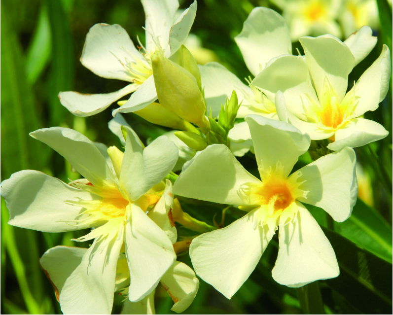Nerium oleander 'Marie Gambetta'