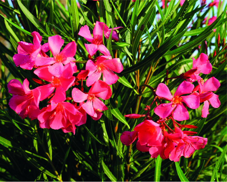 Nerium oleander 'Papa Gambetta'