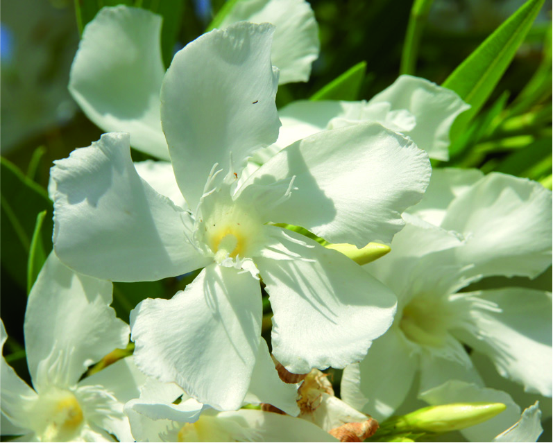Nerium oleander 'Soeur Agnes'