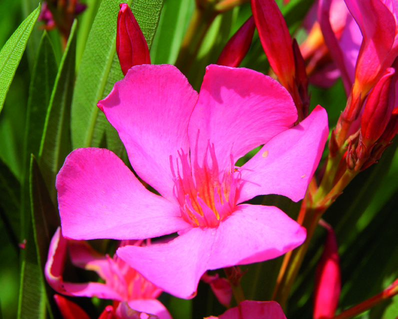 Nerium oleander 'Soleil Levant'