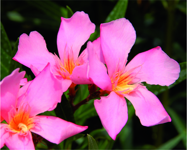 Nerium oleander 'Tito Poggi'