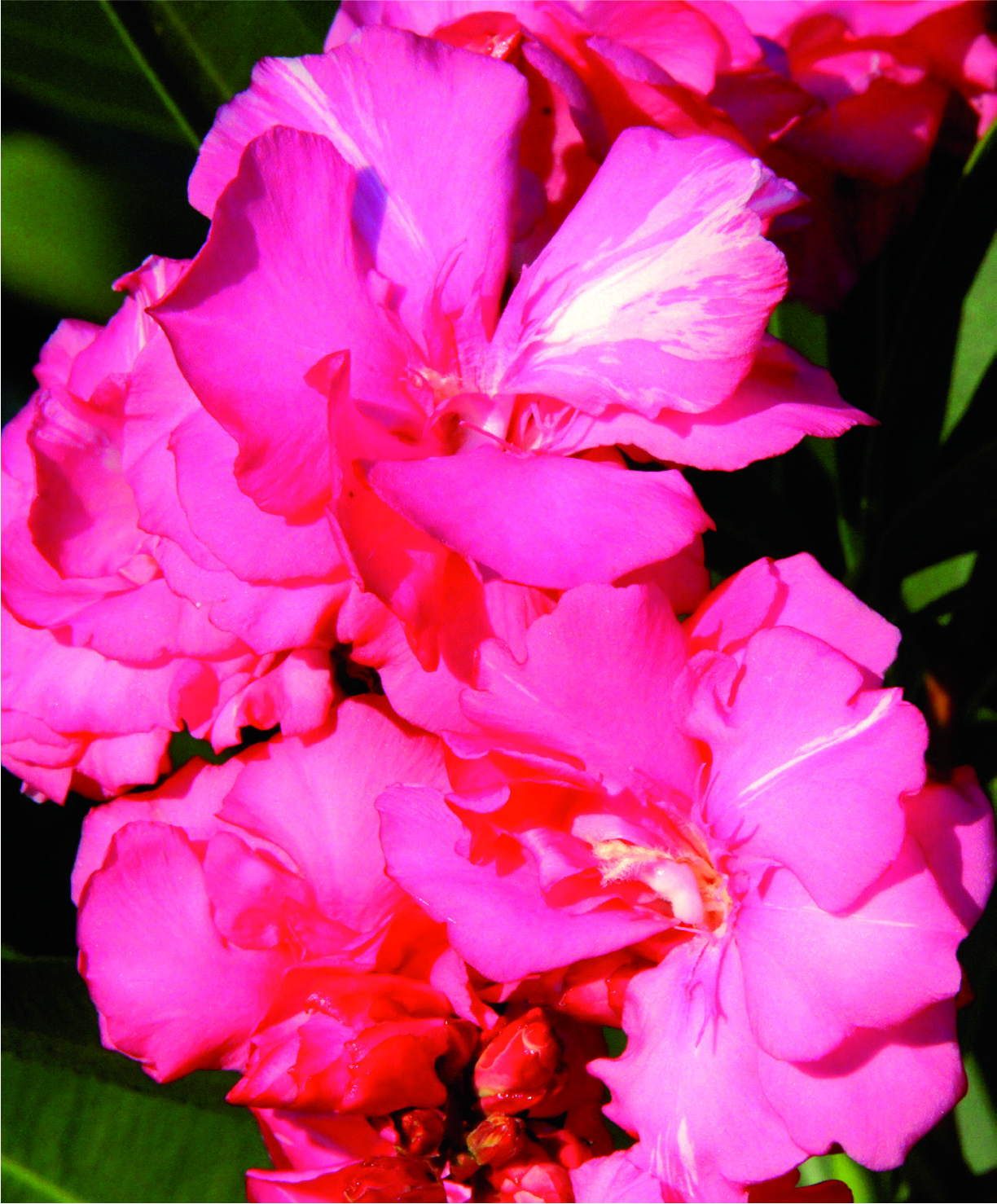 Nerium oleander 'Torre Marcone'