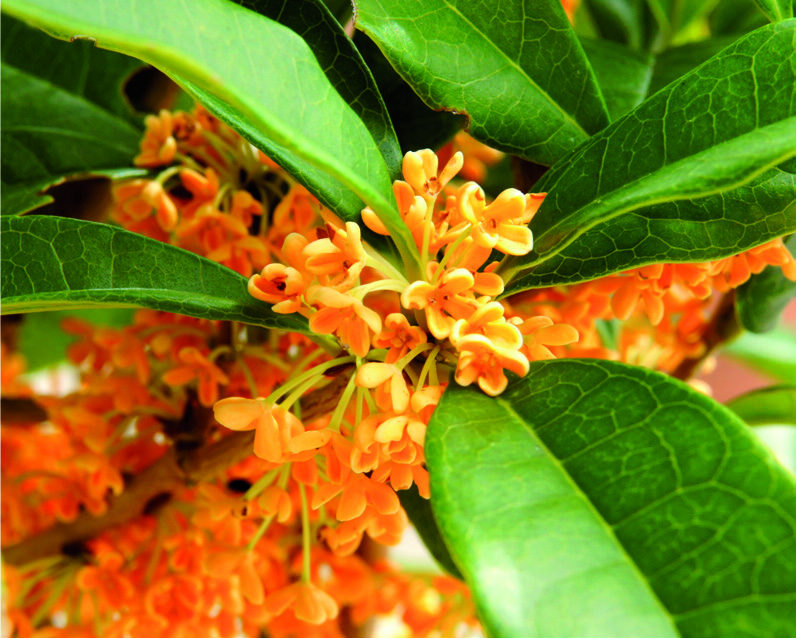 Osmanthus fragrans 'Aurantiacus'