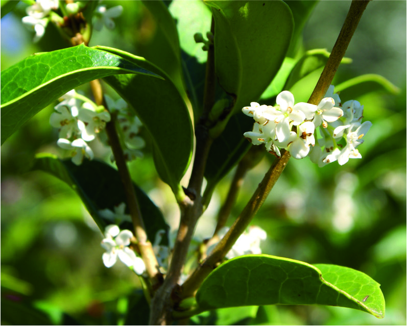 Osmanthus aquifolium