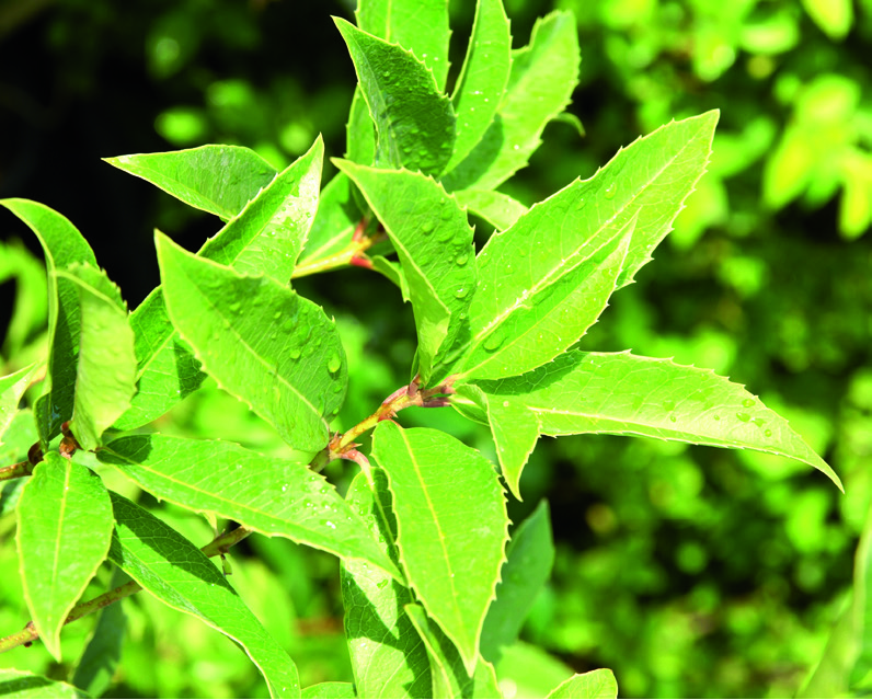 Osmanthus armatus