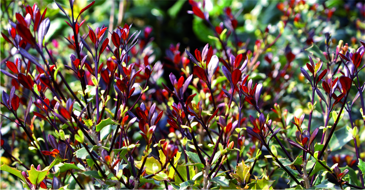 Osmanthus heterophyllus 'Purpureus'