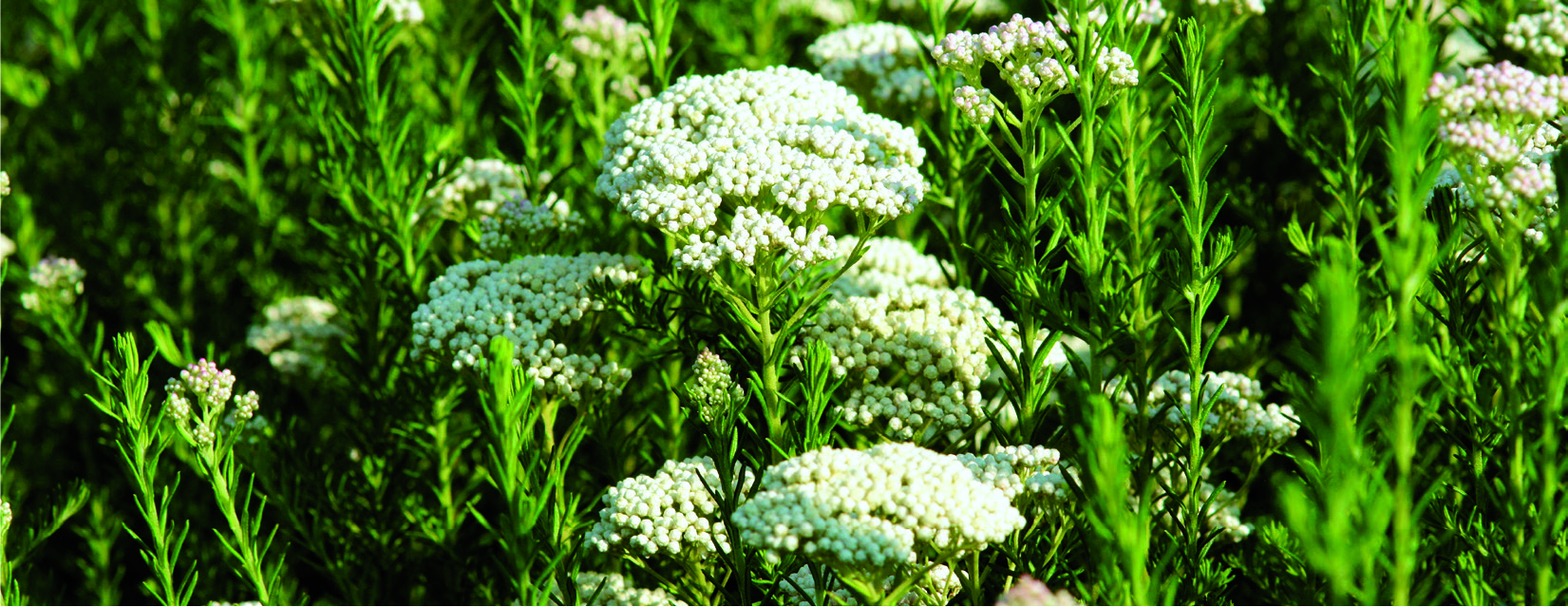 Ozothamnus rosmarinifolius
