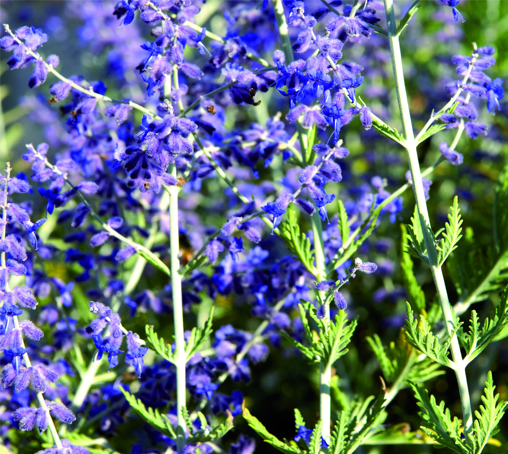 Perovskia atriplicifolia