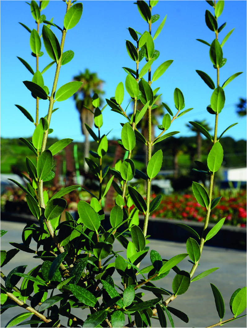 Phillyrea angustifolia