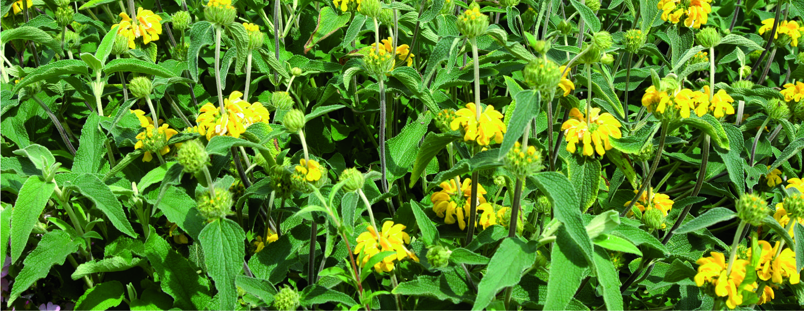 Phlomis fruticosa