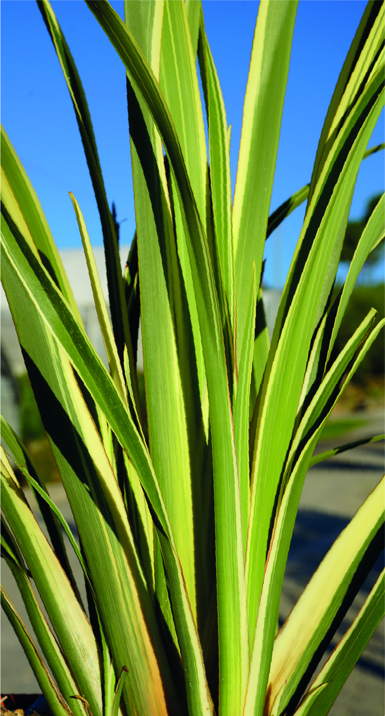 Phormium tenax 'Variegatum'
