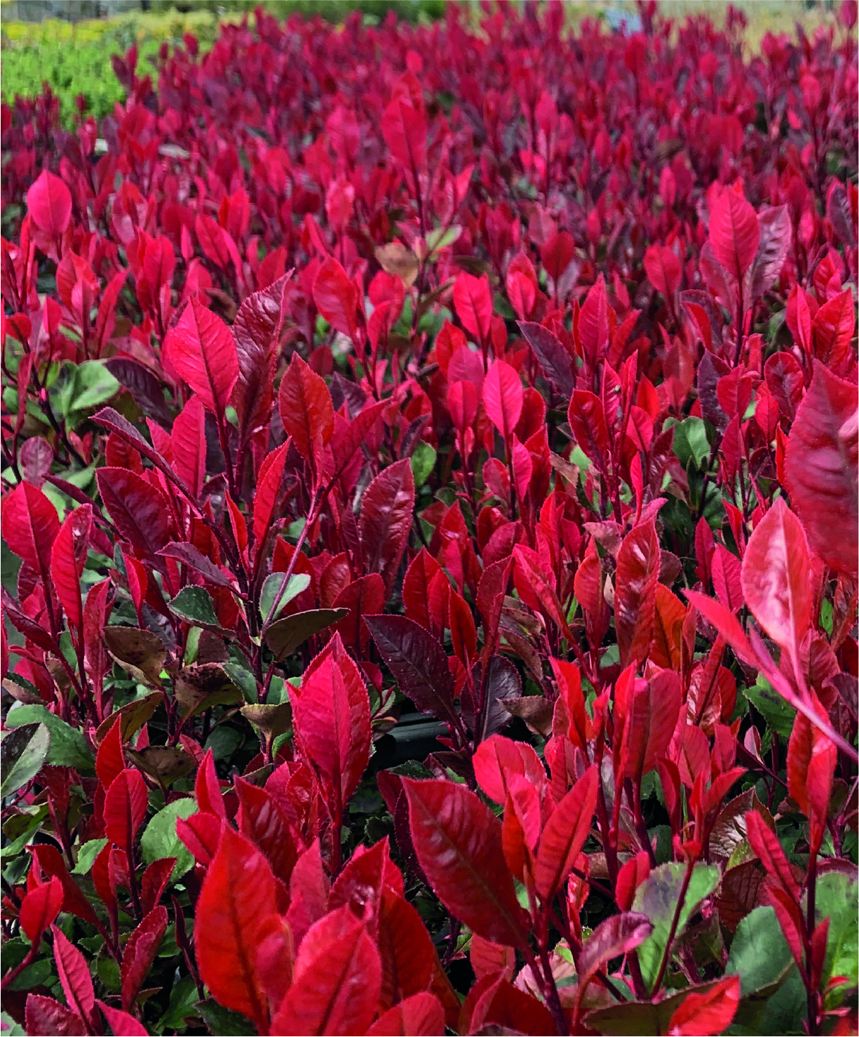 Photinia x fraseri 'Nana'