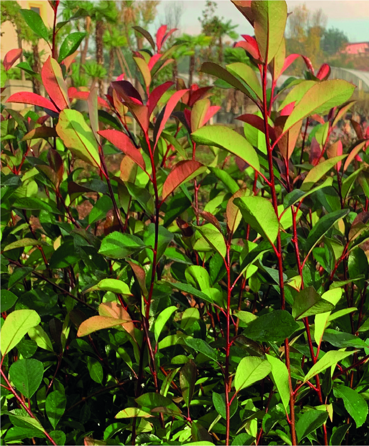 Photinia x fraseri 'Red Robin'