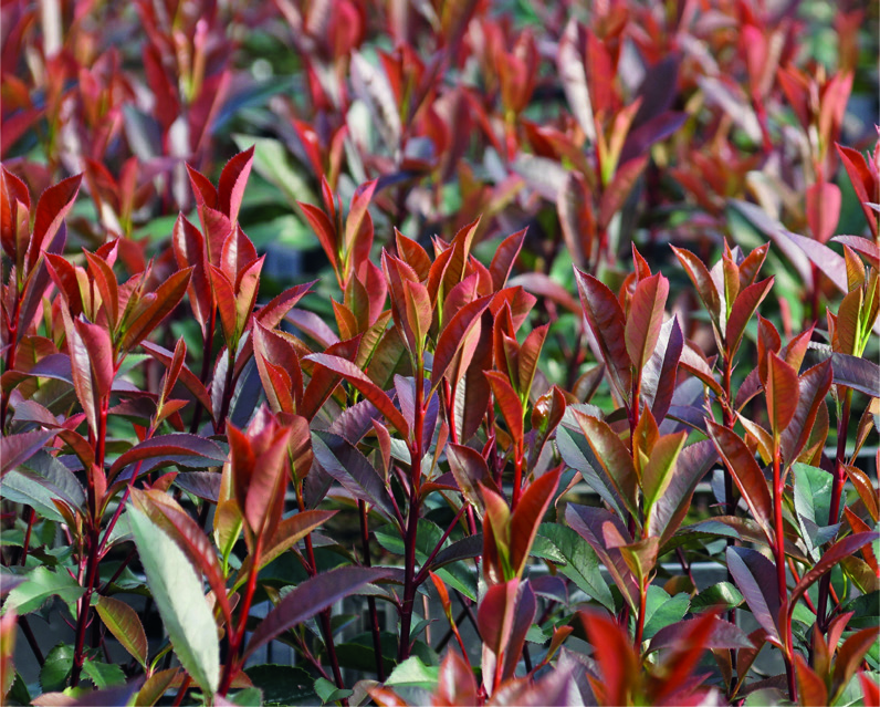 Photinia x fraseri 'Robusta Compacta'