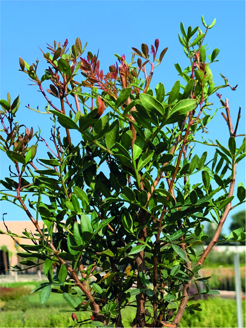 Pistacia lentiscus