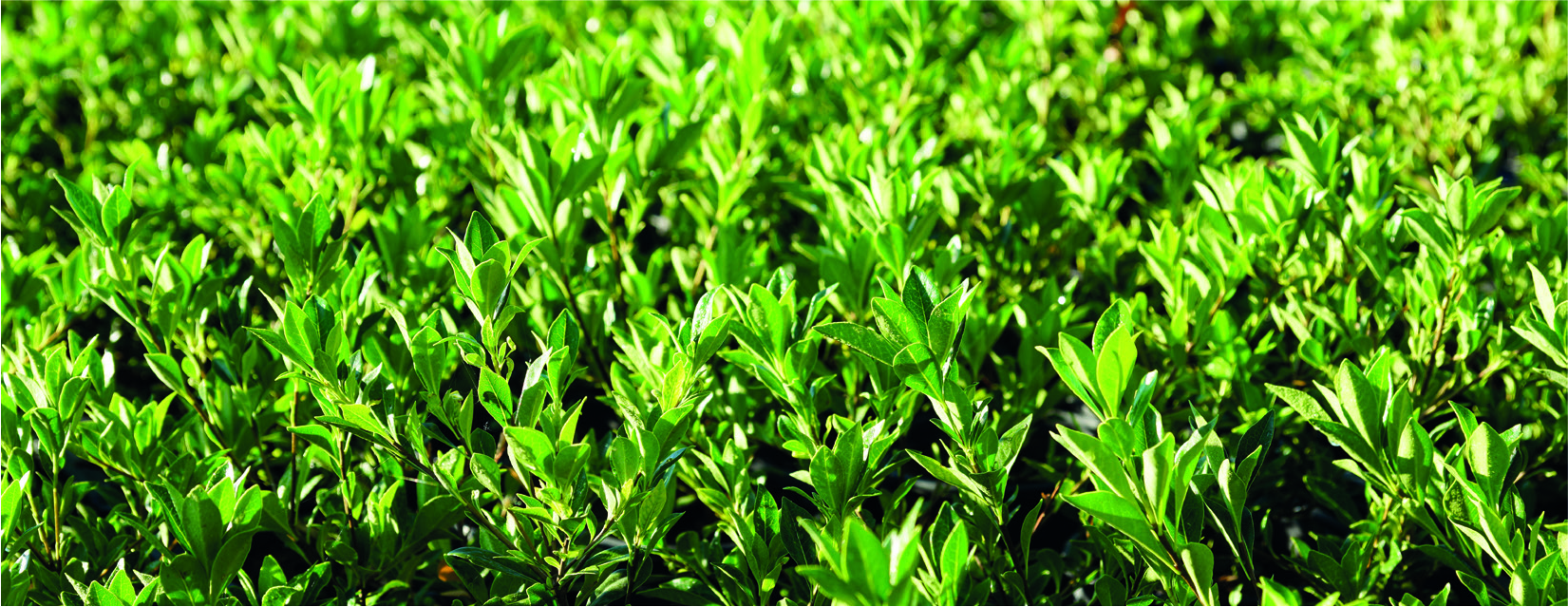 Pittosporum heterophyllum
