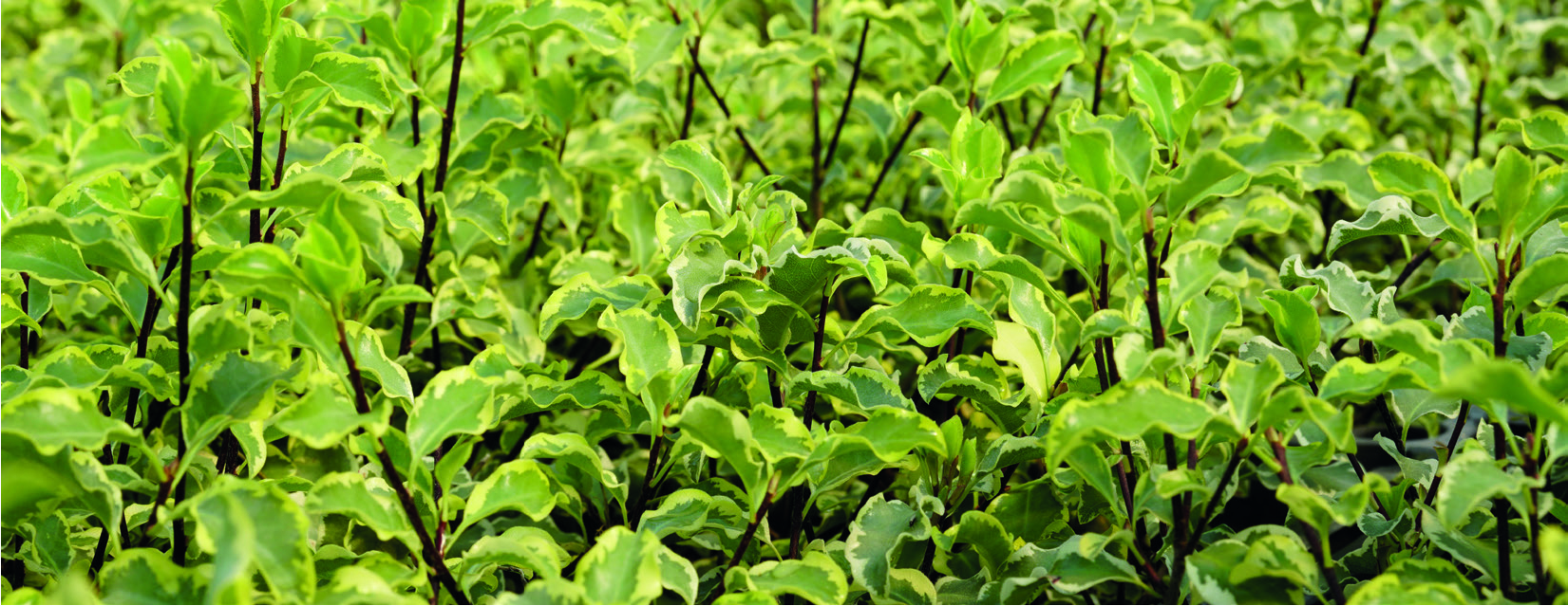 Pittosporum tenuifolium 'Silver Queen'