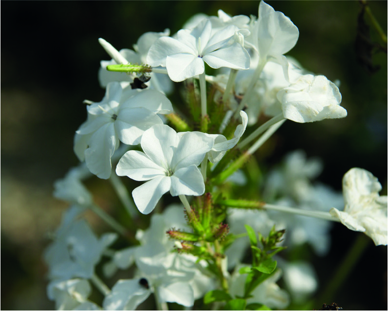 Plumbago capensis 'Albus'