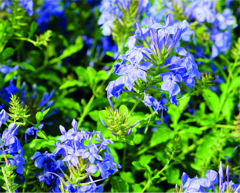 Plumbago capensis 'Blue'