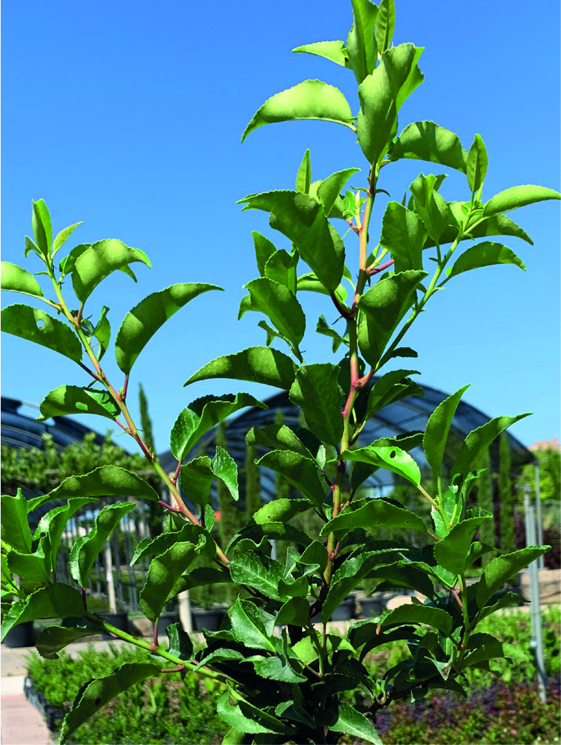 Prunus lusitanica
