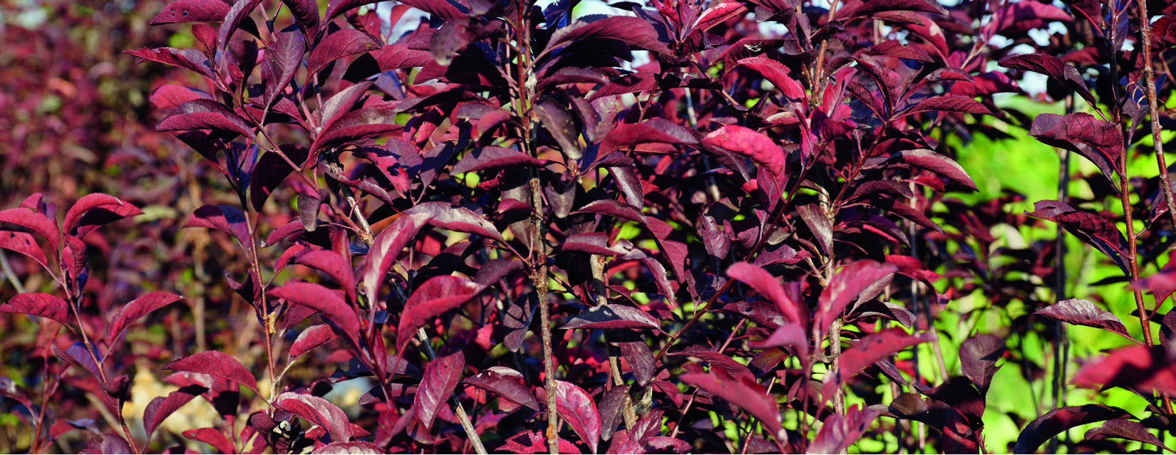 Prunus x cistena