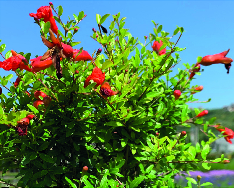 Punica granatum 'Nana'