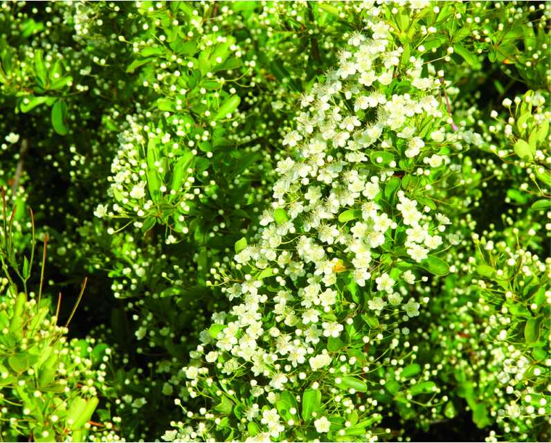 Pyracantha coccinea