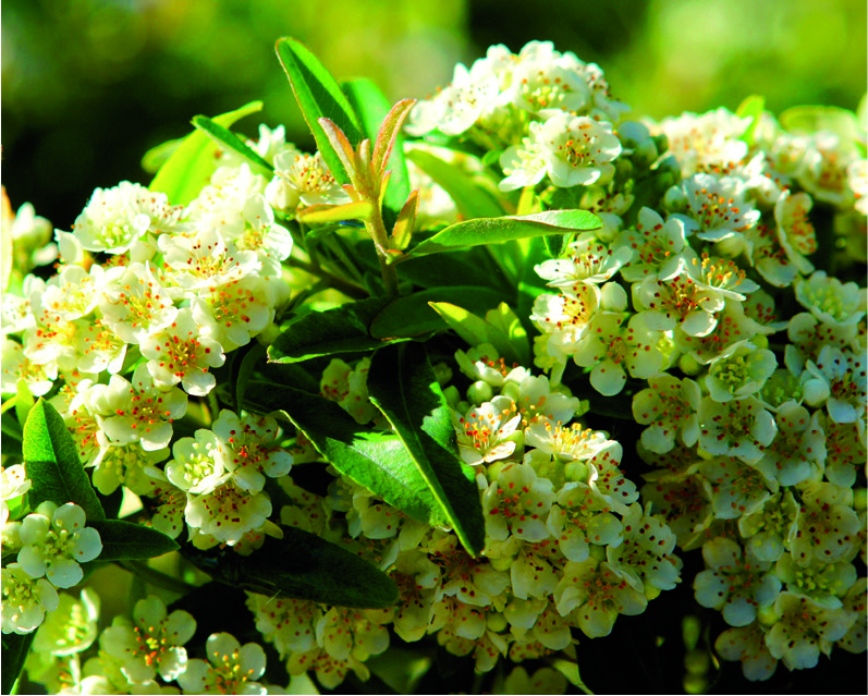 Pyracantha koidzumii 'Navaho'