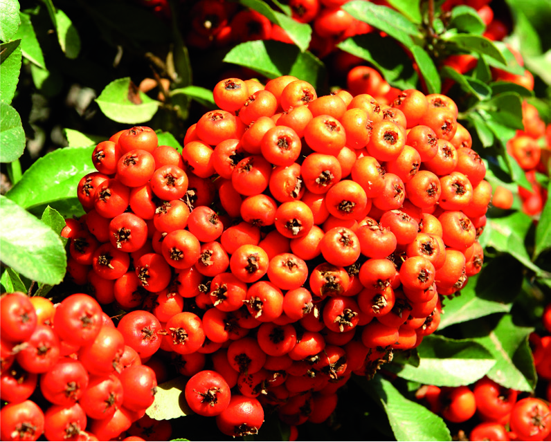 Pyracantha koidzumii 'Orange Glow'