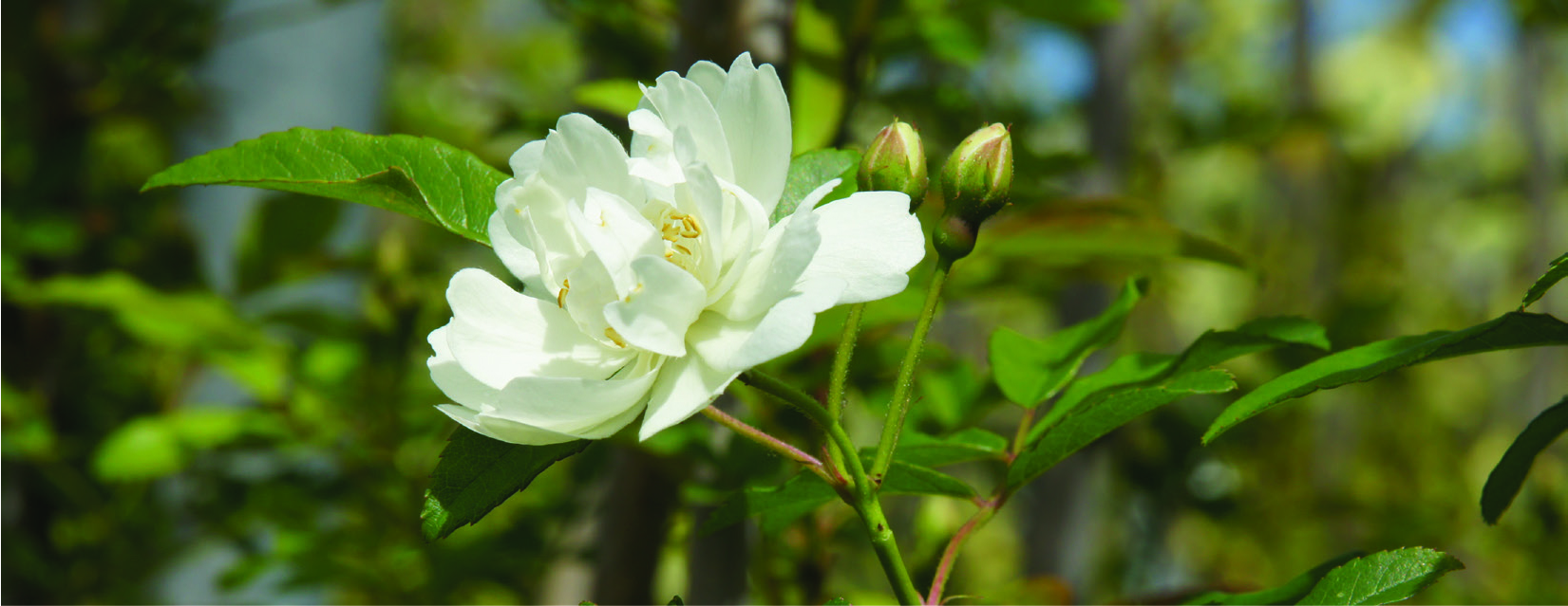Rosa banksiae 'Alba Plena'