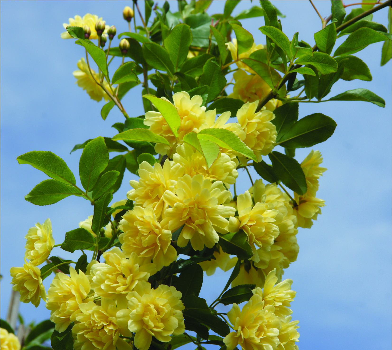 Rosa banksiae 'Lutea'