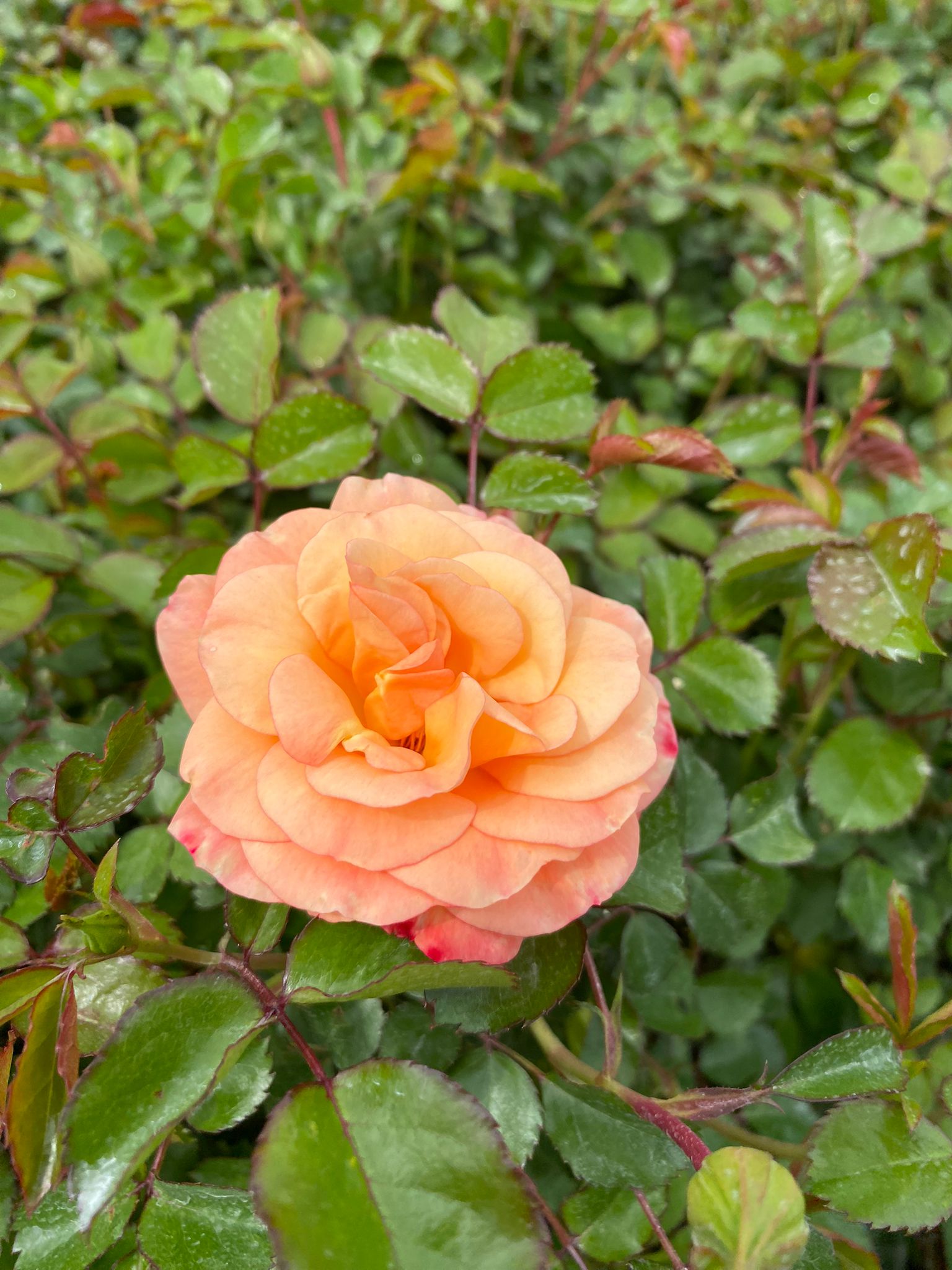 Rosa paesaggistica 'Cubana'