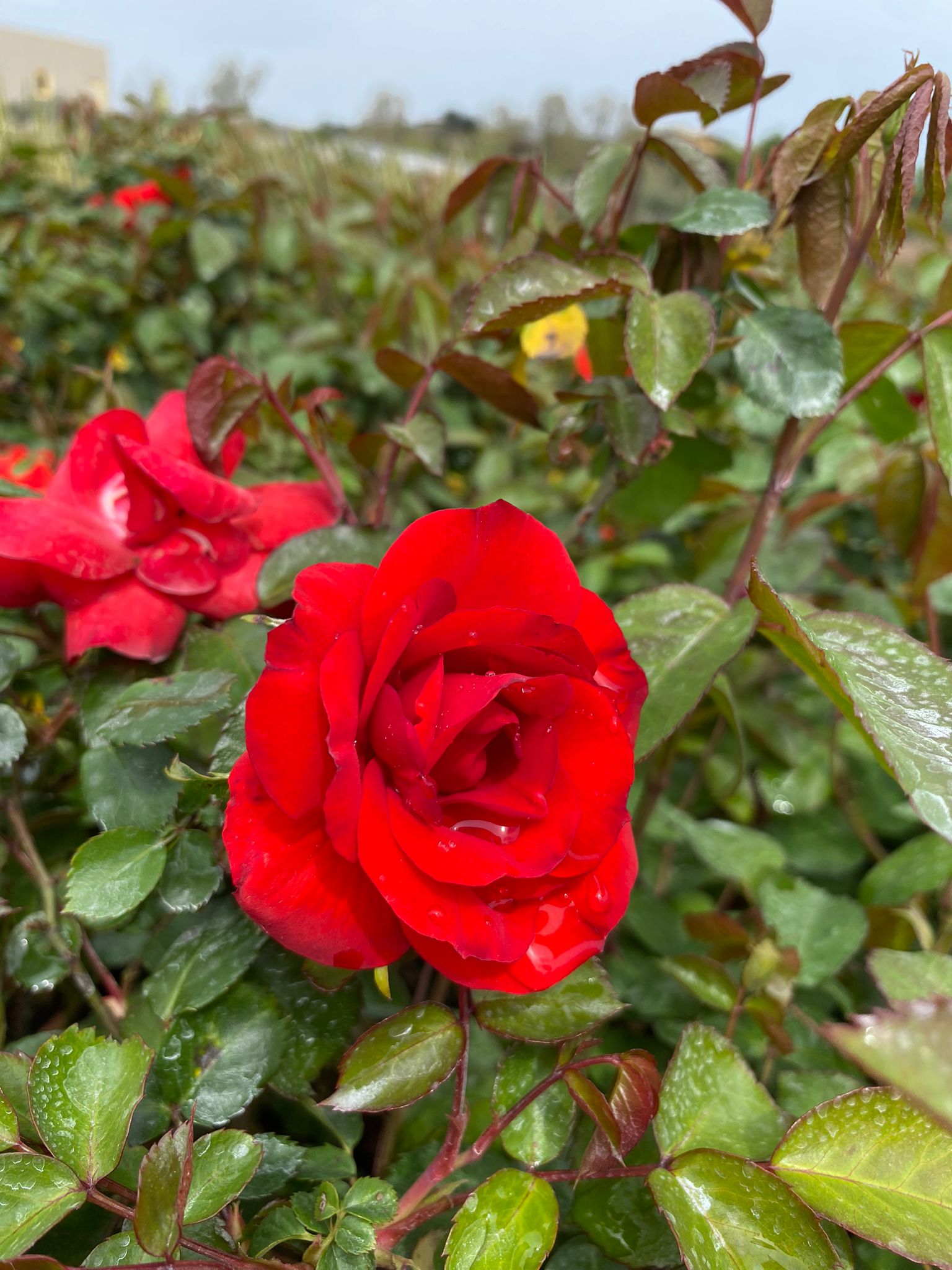 Rosa paesaggistica 'Sevillana'