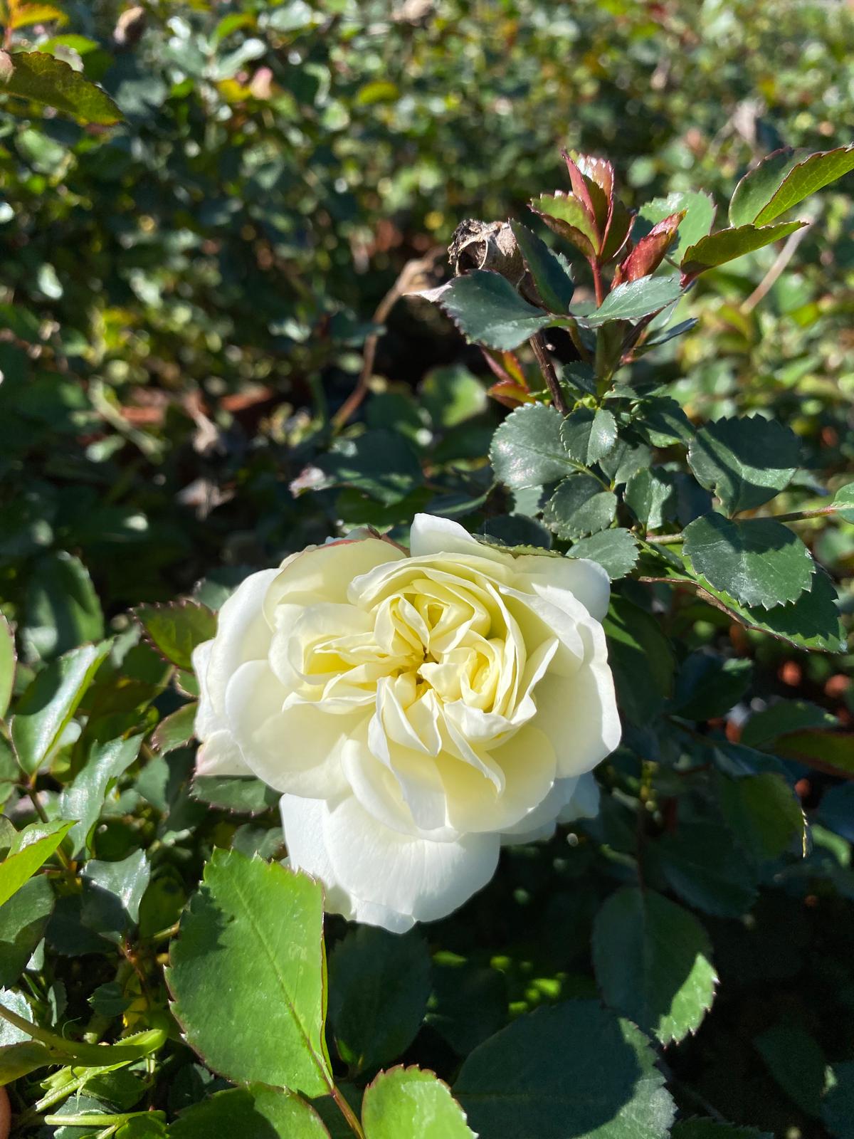 Rosa paes. 'White Meilland'